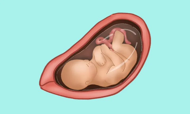 baby at 33 weeks pregnant