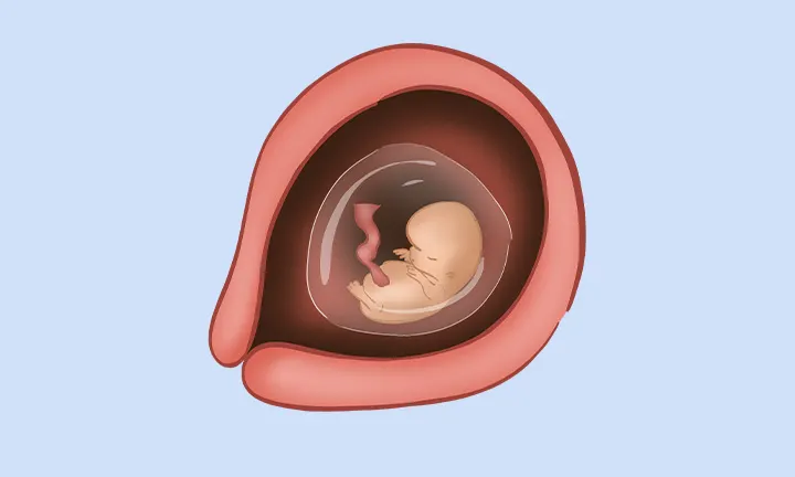 Foto de feto de 9 semanas Foto de feto de 9 semanas