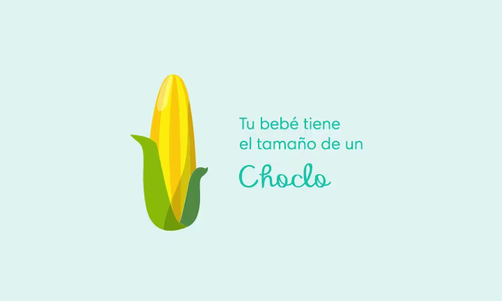 24 semanas de embarazo