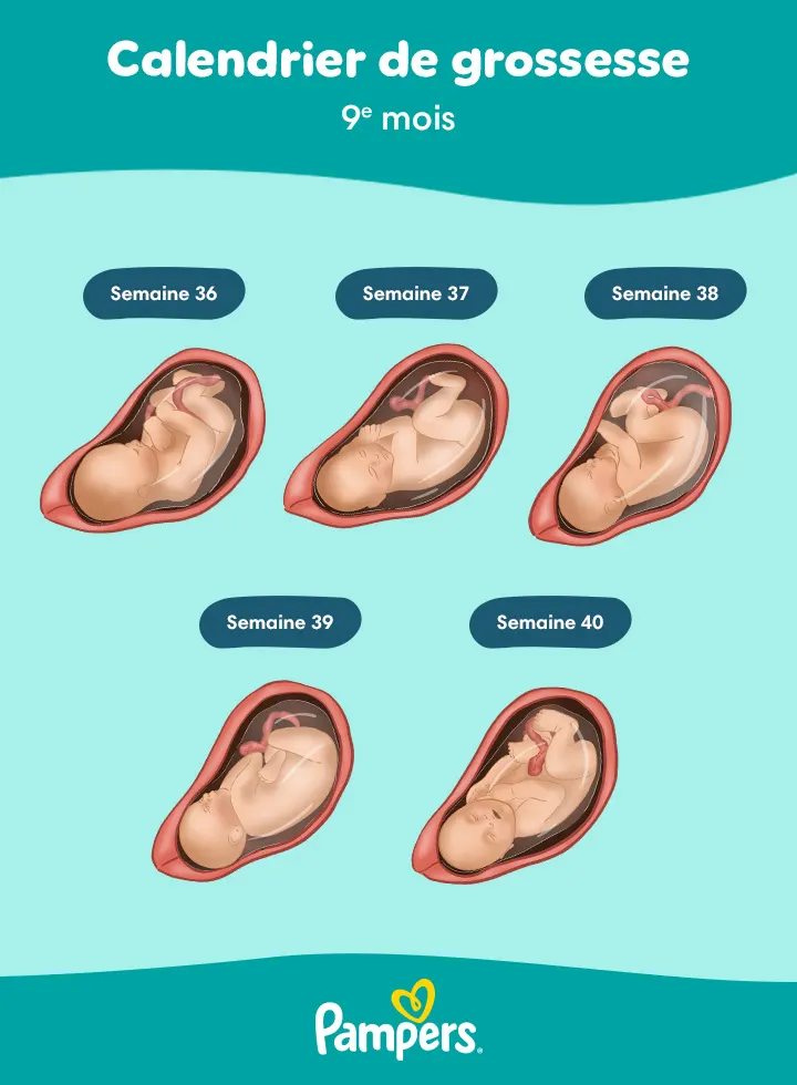 fœtus à 9 mois de grossesse fœtus à 9 mois de grossesse