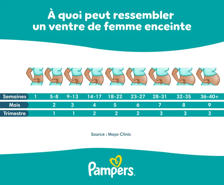 Évolution du ventre pendant la grossesse Évolution du ventre pendant la grossesse