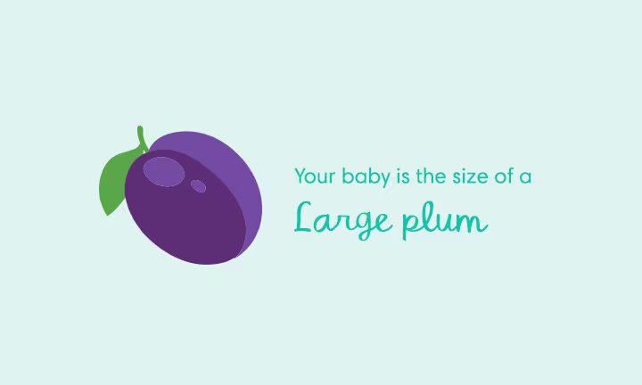 Pregnancy size comparison showing baby growth at 13 weeks as the size of a large plum.