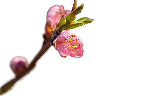 Second trimester of pregnancy - icon