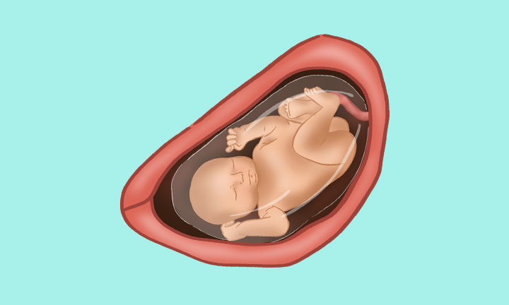 32 Weeks Pregnant In The Womb 50+ 32 Weeks Pregnant Belly Stock
