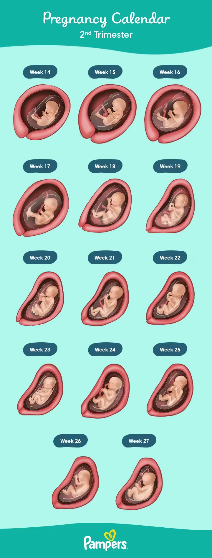 Calendar Trimesters 02 DT