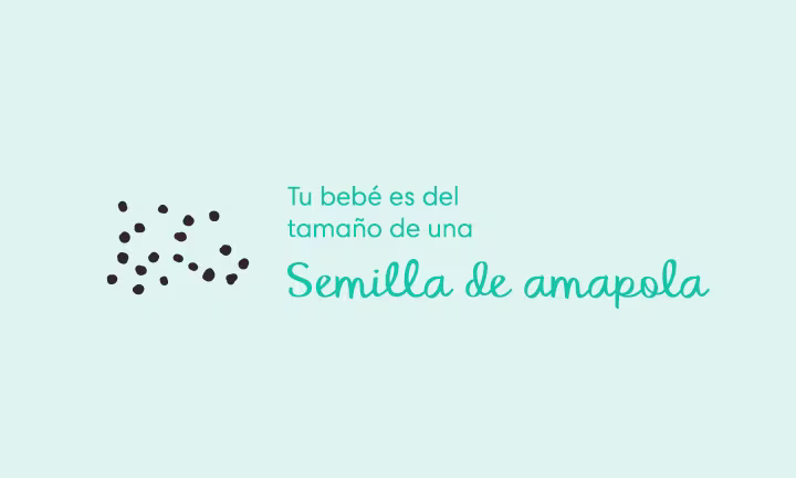 Embarazada de 4 semanas Síntomas y sugerencias Tu bebé es del tamaño de una semilla de amapola