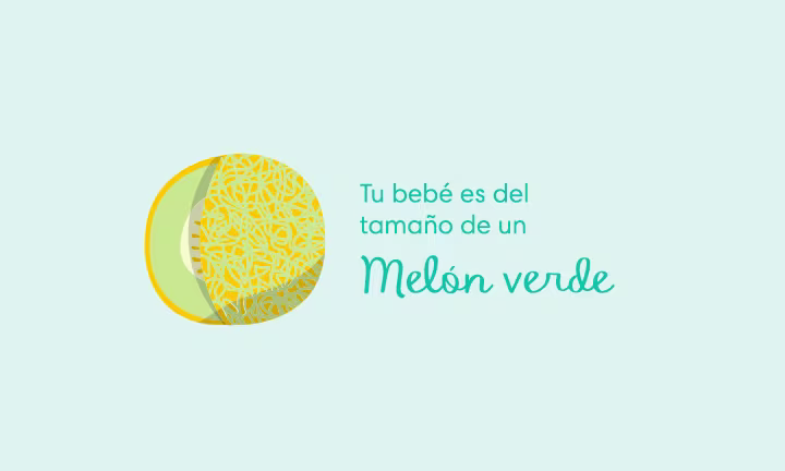 Tu bebé es del tamaño de un melón verde
