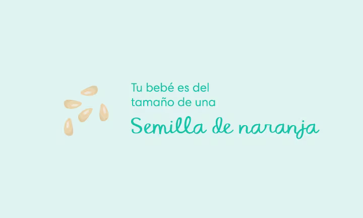 Embarazada de 5 semanas Síntomas y sugerencias Tu bebé es del tamaño de una semilla de naranja
