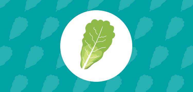 head of romaine lettuce