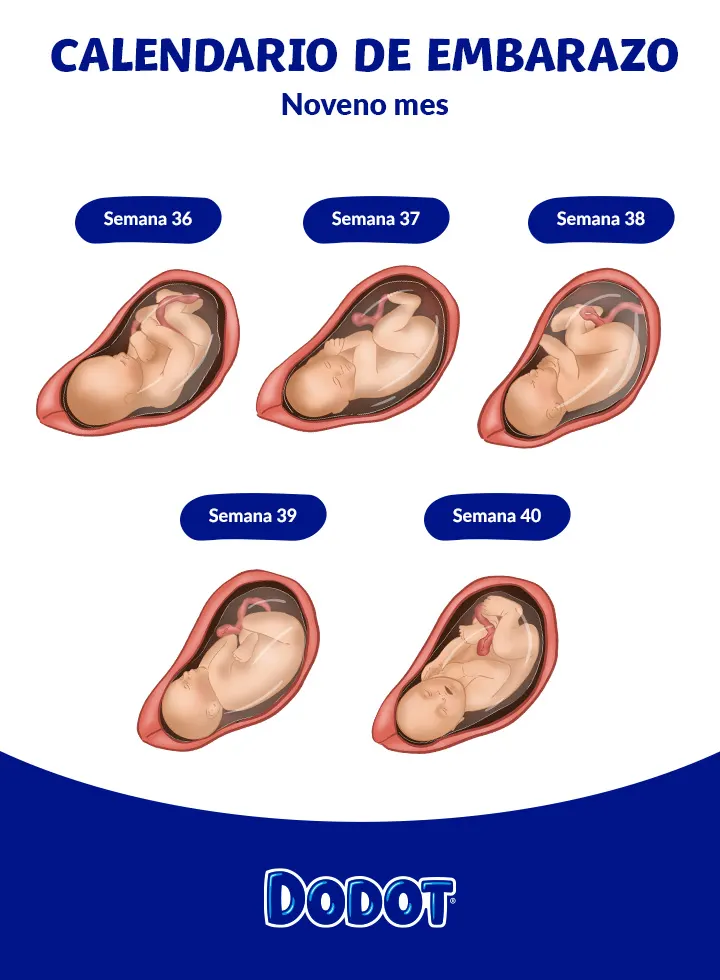 Feto de mes 9 de embarazo