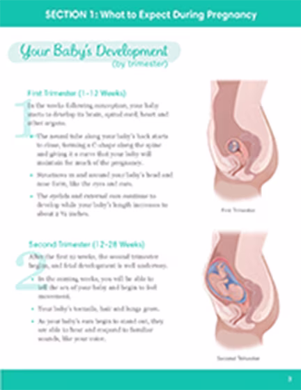 What to Expect During Pregnancy