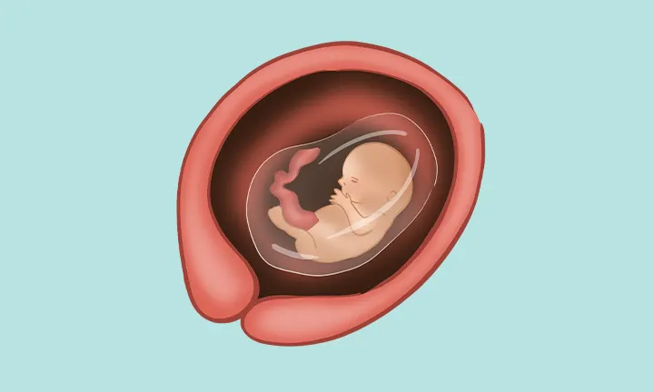Position und Größe des Babys in der 13. SSW