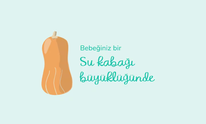 Your baby is the size of a butternut squash