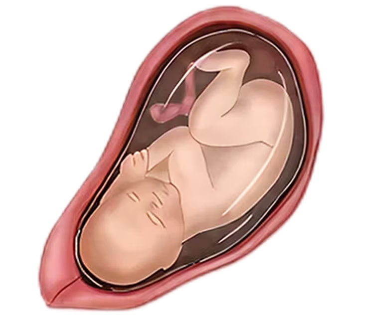 Illustration of a fetus at 37 weeks, showing development in the womb, ready for birth.