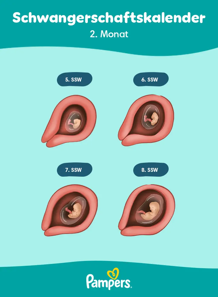 Position des Babys im 2. Monat der Schwangerschaft Position des Babys im 2. Monat der Schwangerschaft