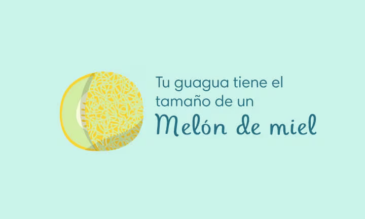Semana 35 de embarazo, desarrollo de la guagua