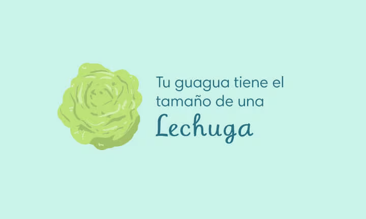 Tamaño de la guagua en las 28 Semanas de Embarazo