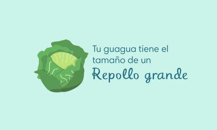 30 Semanas de Embarazo con el desarrollo de la guagua