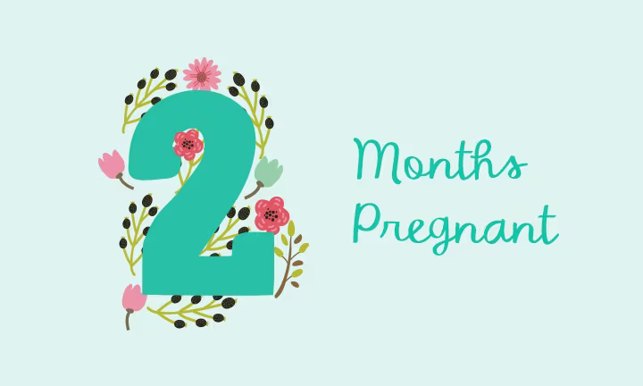 2 months pregnant