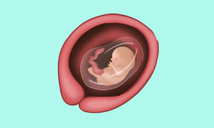 Position und Größe des Babys in der 13. SSW