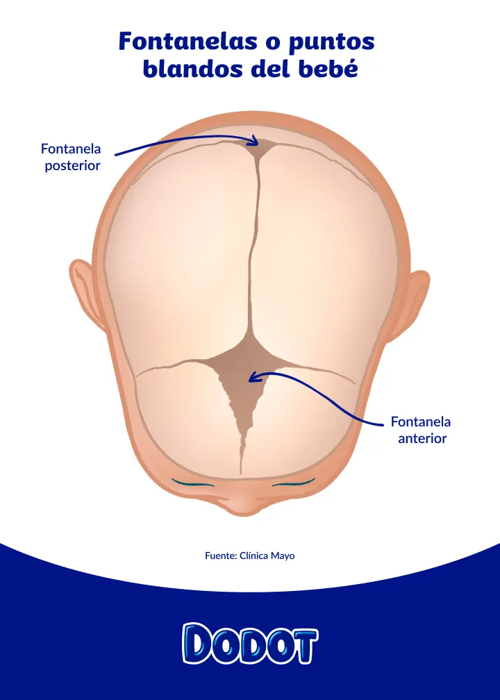 Fontanelas posterior y anterior del bebé Fontanelas posterior y anterior del bebé