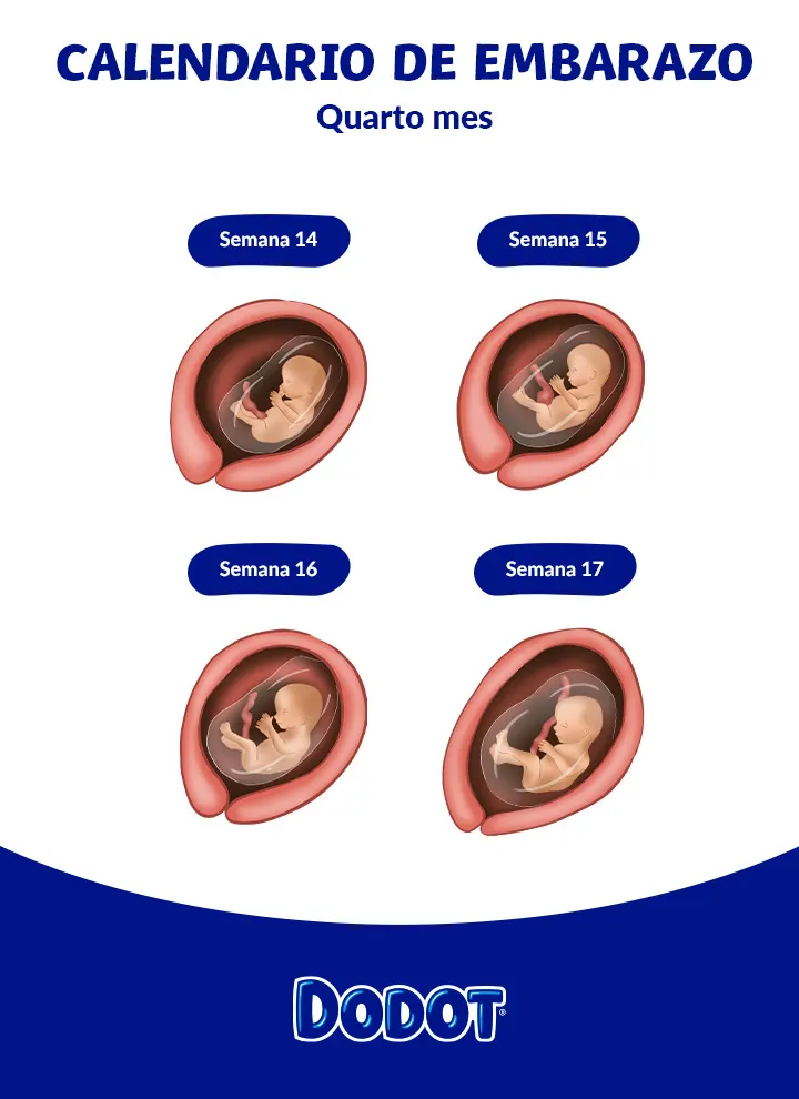 Feto a los cuatro meses de embarazo 