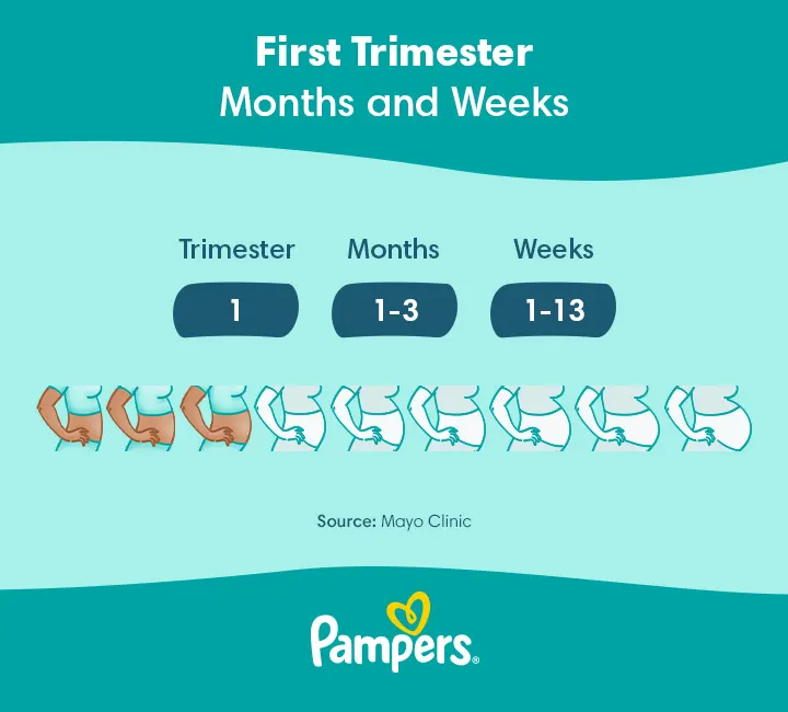 first trimester weeks and months US Pampers PregnantBelly 1 trimester 720 20230920