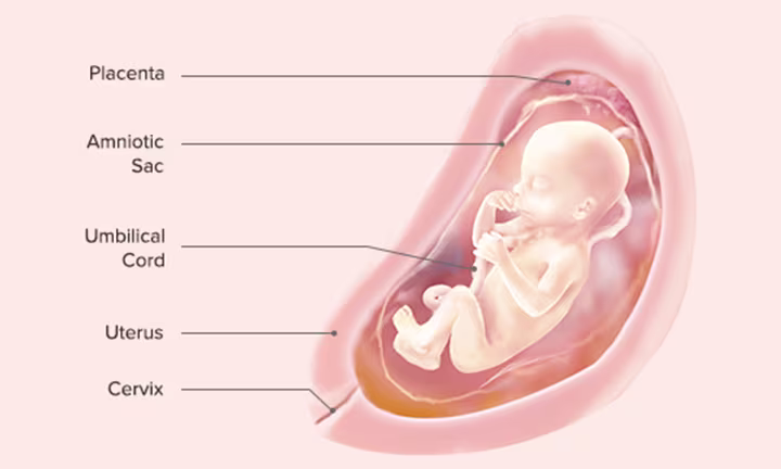 Fetal Development: Week 22