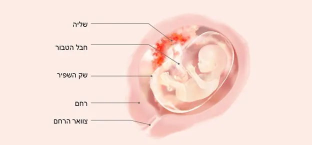התפתחות העובר לפי שבועות-Article Content Image week15 15