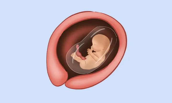 Feto en la semana 14 de embarazo Feto en la semana 14 de embarazo