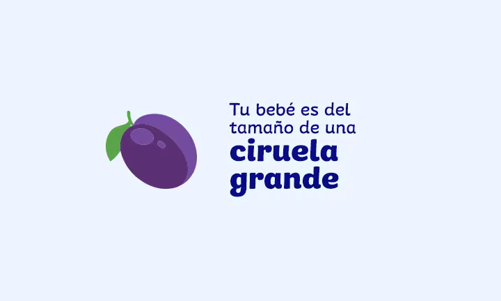 tamaño del feto a las 13 semanas