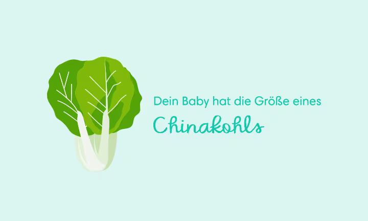 Illustration eines Chinakohls als Größenvergleich – Dein Baby hat die Größe eines Chinakohls