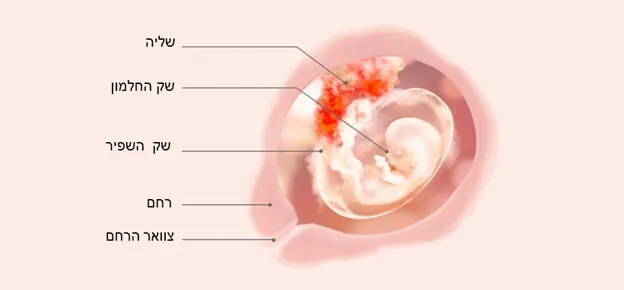 התפתחות העובר לפי שבועות-Article Content Image week12 12