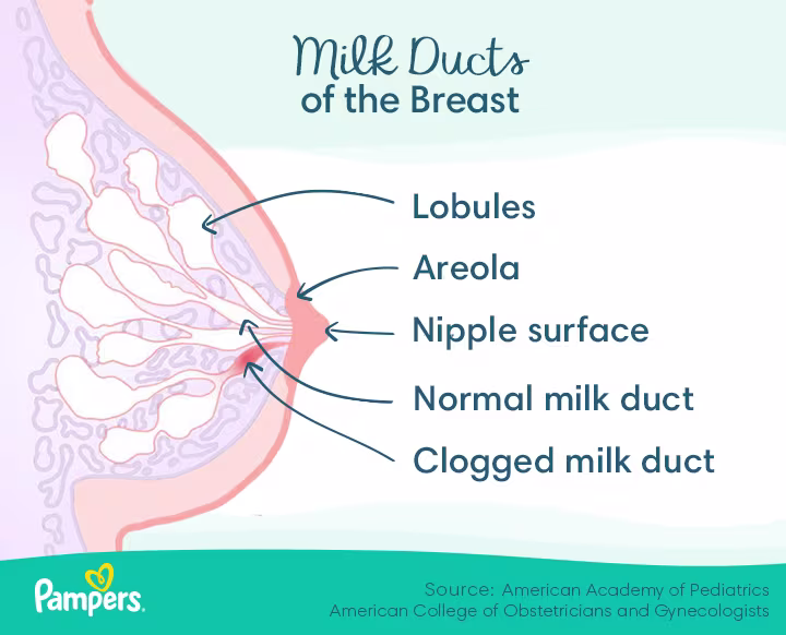 Milk Duct of the Breast