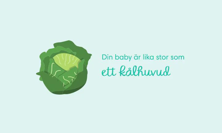 Week 30 pregnancy