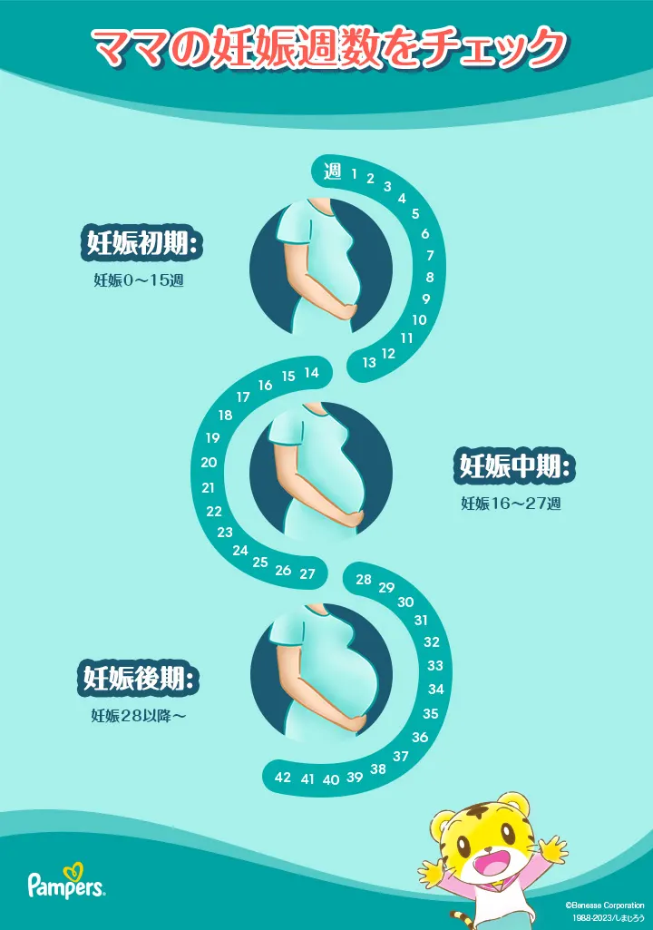 ママの妊娠週数をチェック