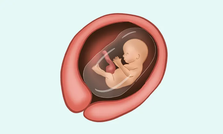 15 tydzień ciąży - jak wyglada dziecko 15 tydzień ciąży - jak wyglada dziecko