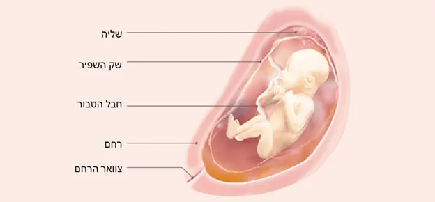 התפתחות העובר לפי שבועות-Article Content Image25 25