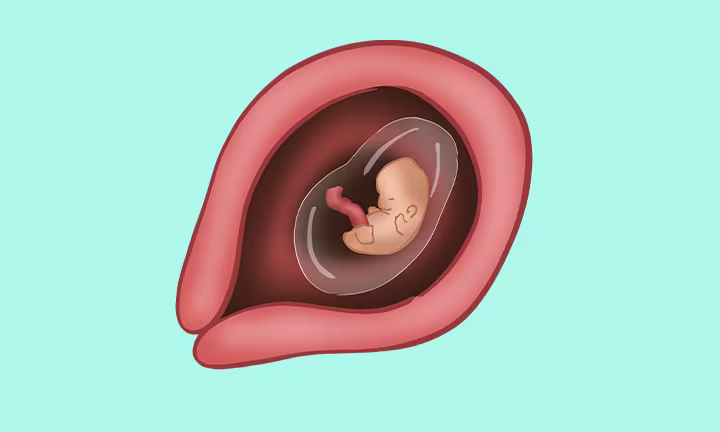 Embryolage in der 7. SSW