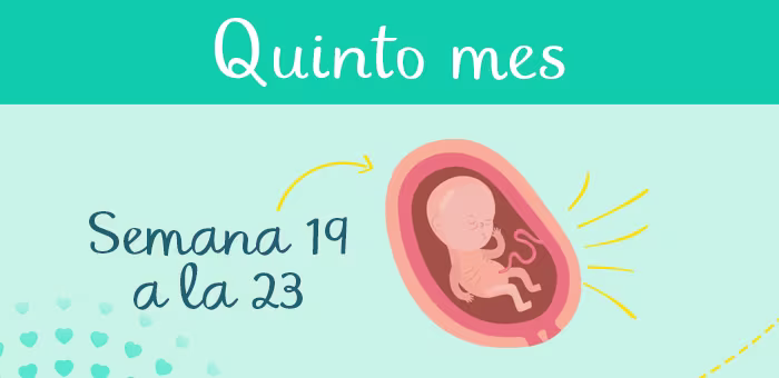 5 meses de emabrazo
