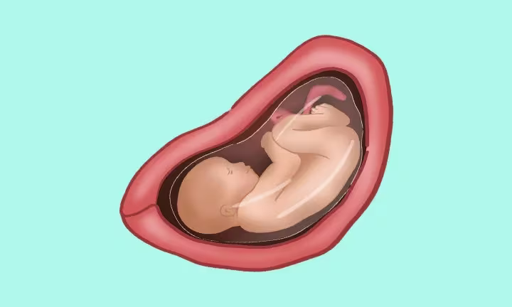 Fatal Development Week by Week 29