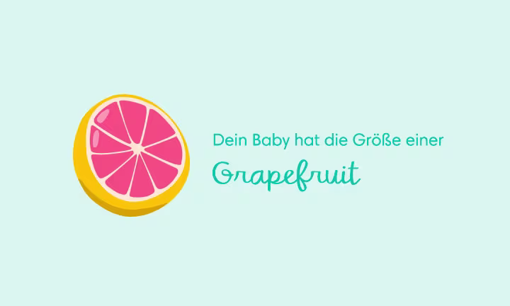 Illustration einer aufgeschnittenen Grapefruit als Größenvergleich – Dein Baby hat die Größe einer Grapefruit