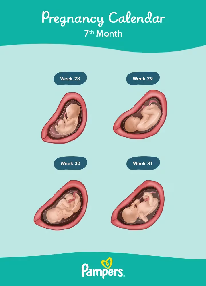 Pregnancy Calendar Months 07