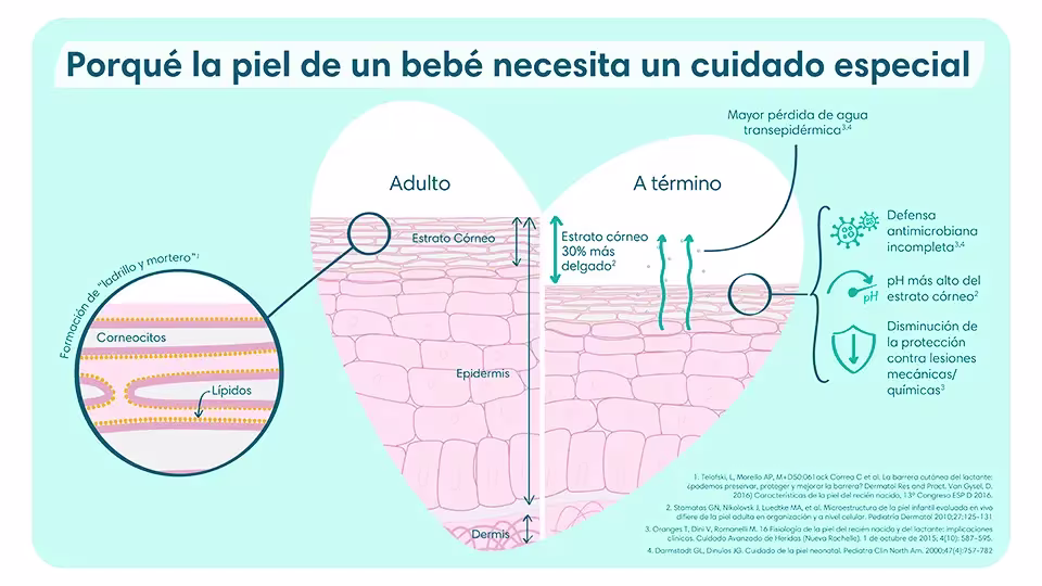 Estructuras y diferencias de estratos córneos entre la piel de un bebé y la de un adulto - Pampers® LATAM