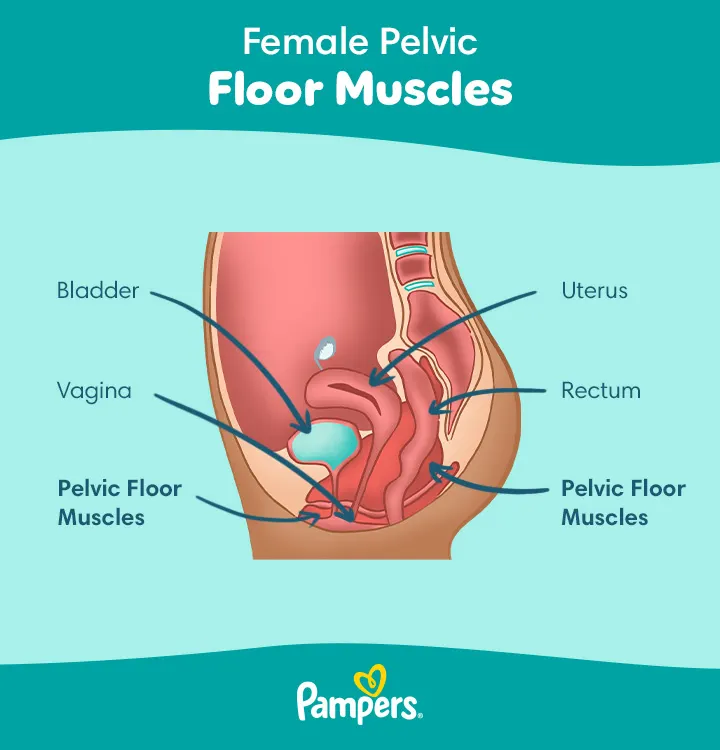 Female-Pelvic-Floor-Muscles_1539x680