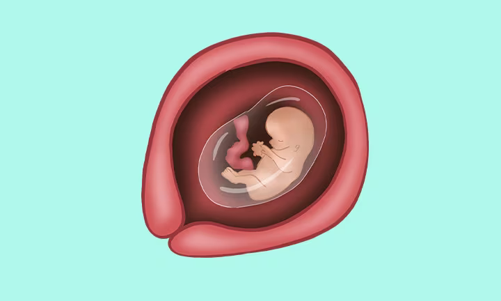 un fœtus à 9 semaines de grossesse