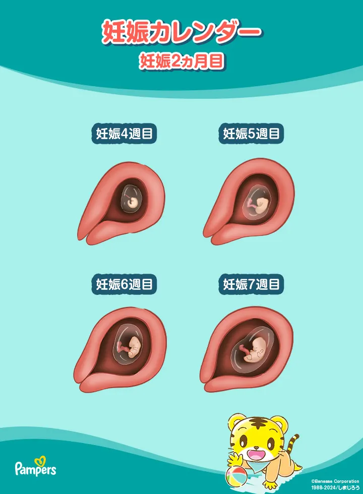 妊娠2ヵ月の胎芽 妊娠2ヵ月の胎芽