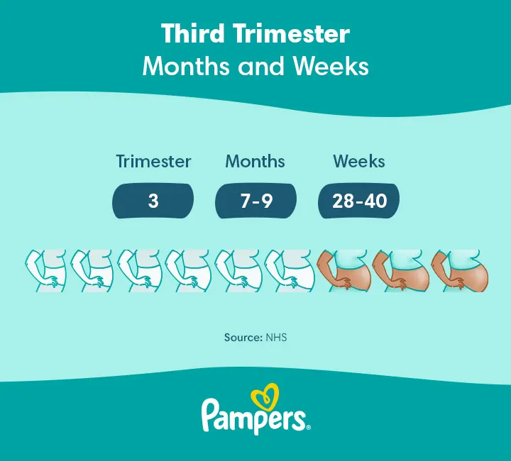 Third Trimester