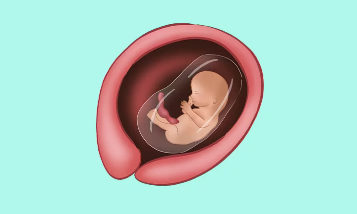 Position und Größe des Babys in der 14. SSW