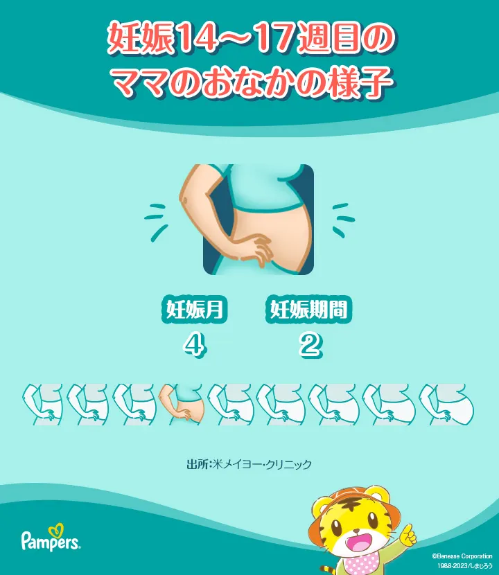 妊娠14~17週目のママのおなかの様子 妊娠14~17週目のママのおなかの様子